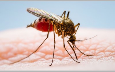 آشنایی با بیماری نادری بنام تب دِنگی: (Dengue fever)